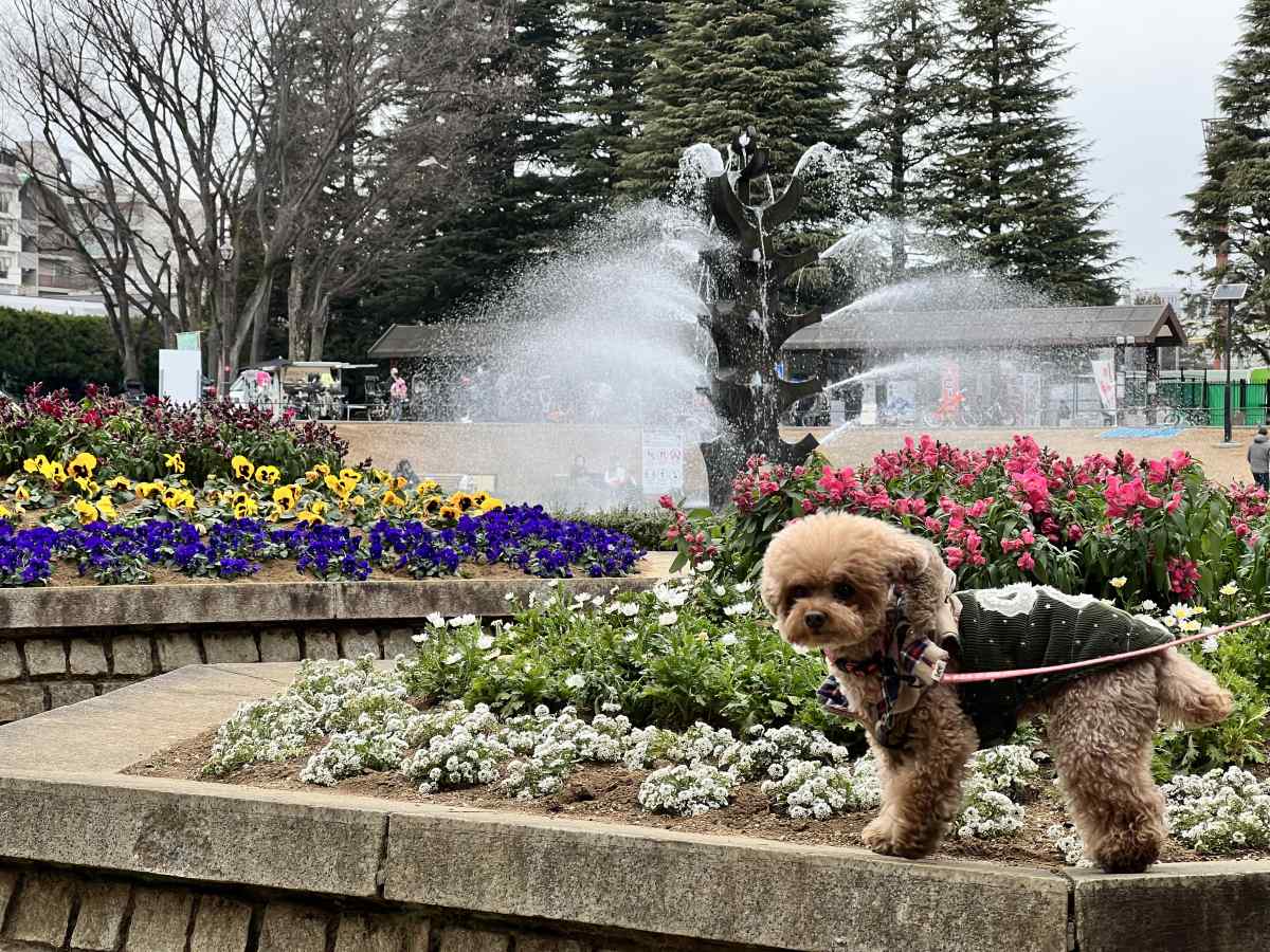 世田谷公園の噴水とパンジー