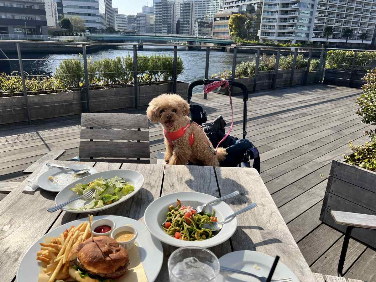 天王洲アイル 品川 最高のロケーション T Y Harbor ティーワイハーバー でランチしてきた感想 テラス席犬連れ可 ペット可まとめ