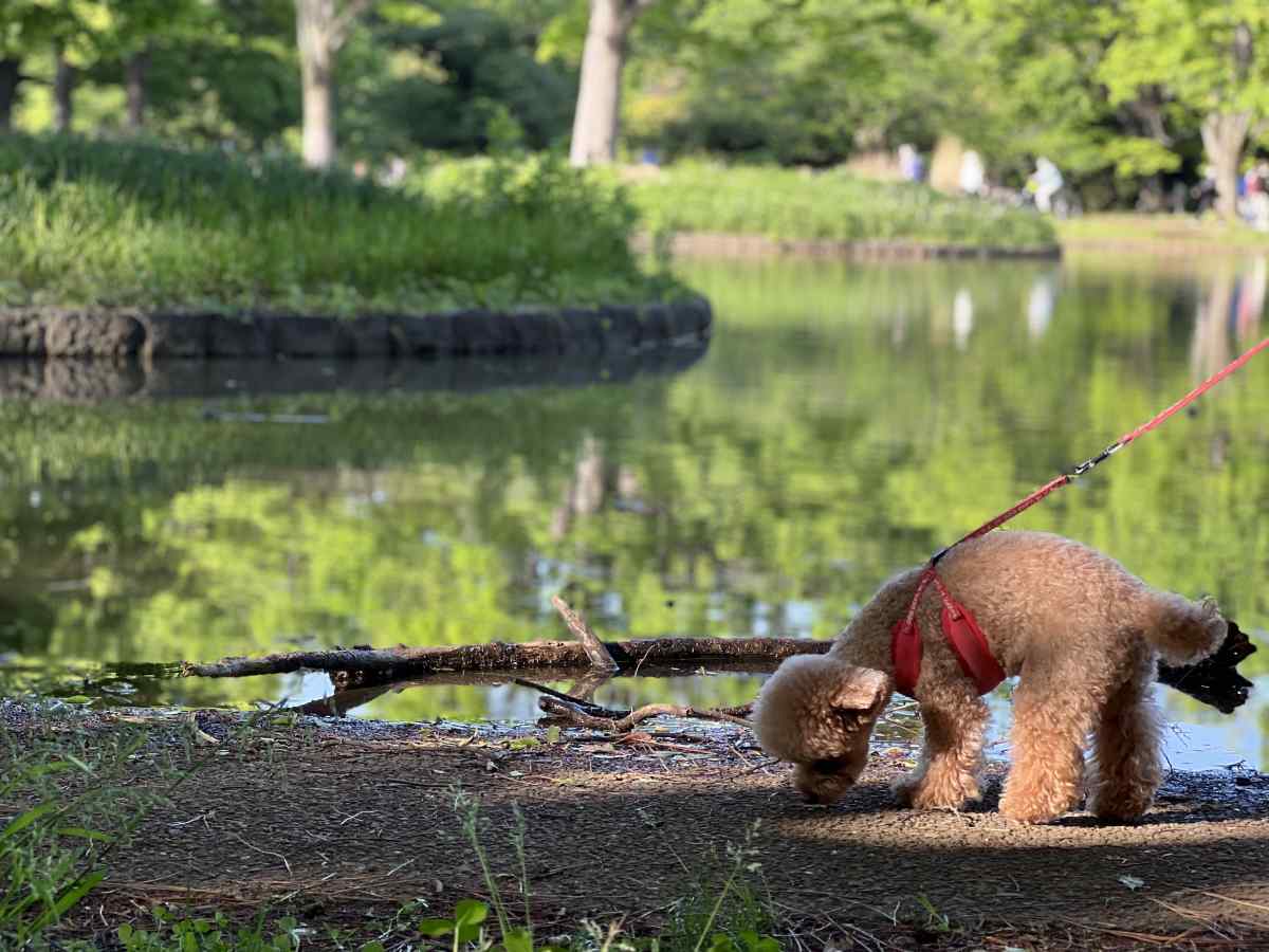 代々木公園